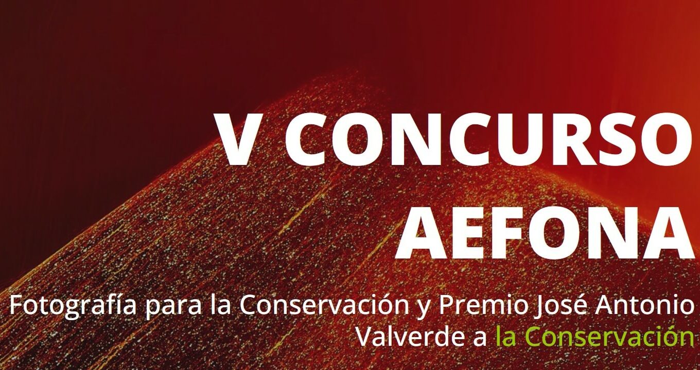 Concurso AEFONA